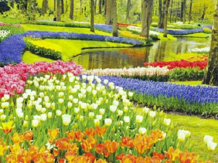 Tulips of Northern Holland